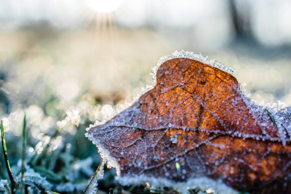 Winter tuin